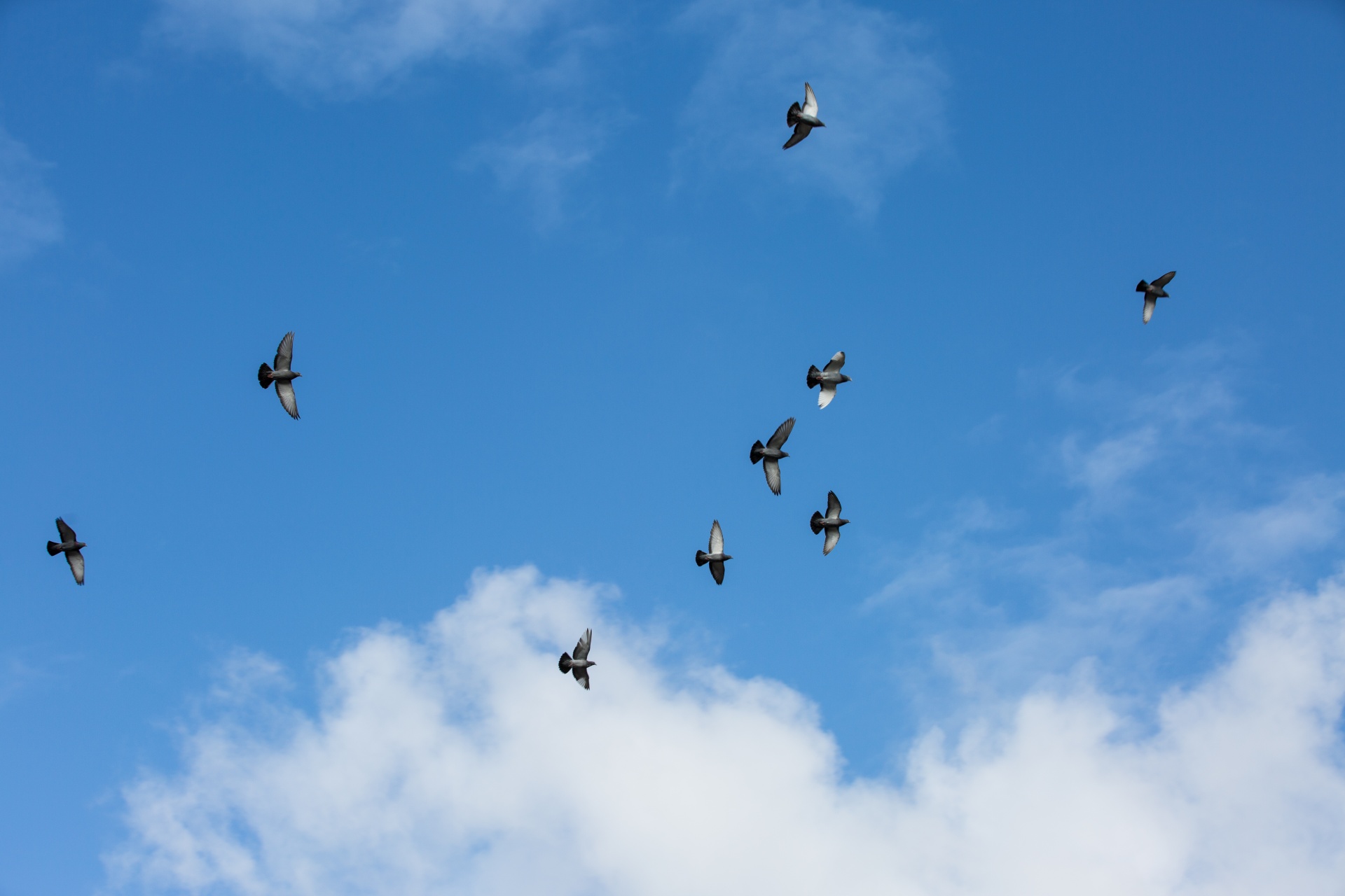 flock white outdoor free photo