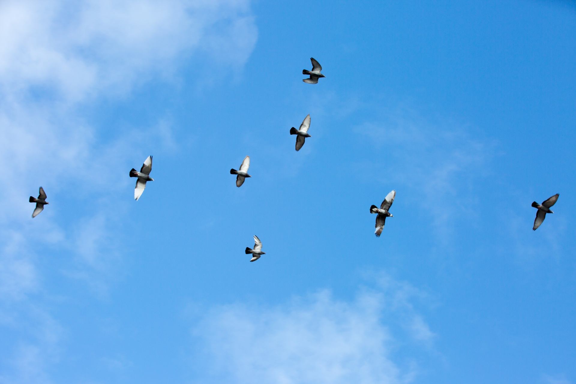 flock white outdoor free photo