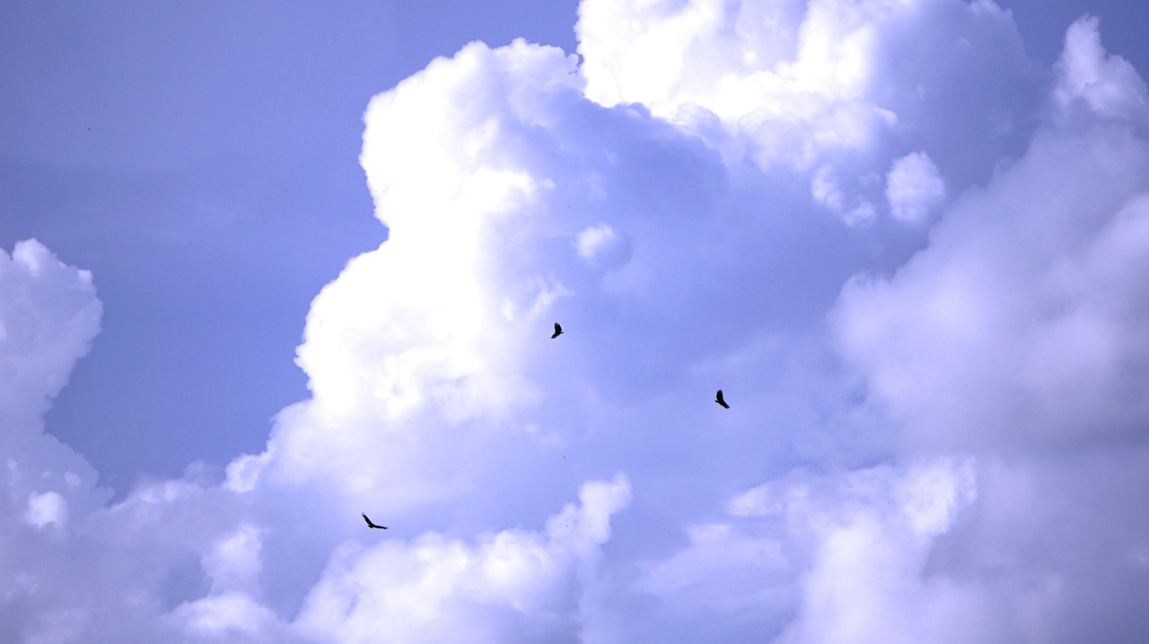 birds flying  sky  flying free photo