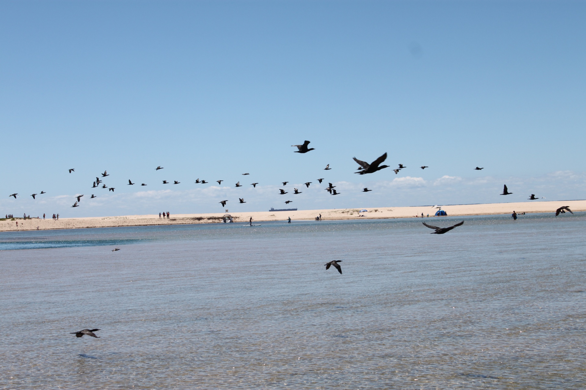 birds flying lagoon free photo