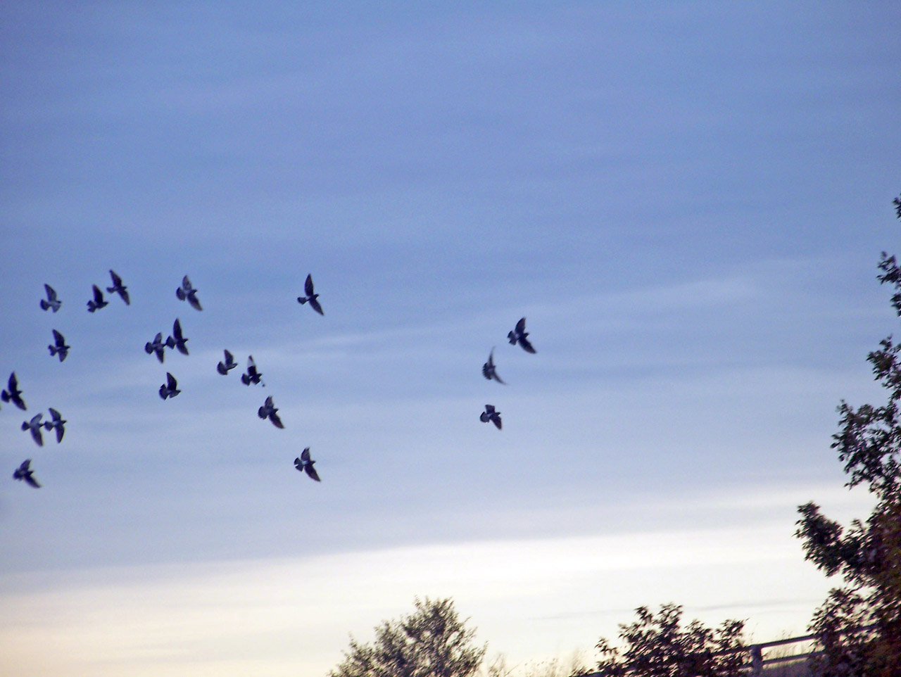 birds fly flying free photo