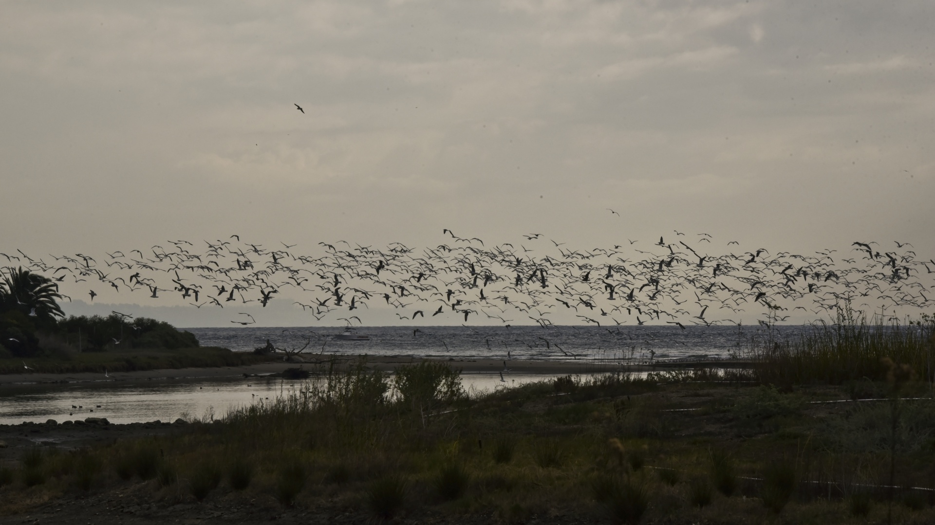 wetlands birds bird free photo
