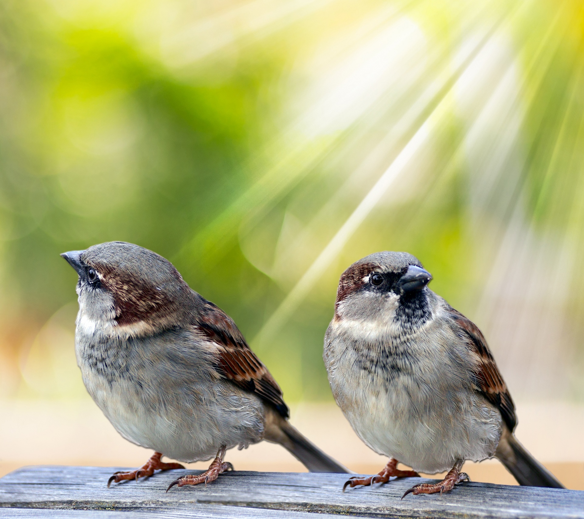 bird birds sparrow free photo