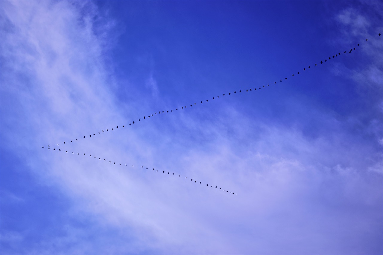 birds in the blue sky  blue  row free photo