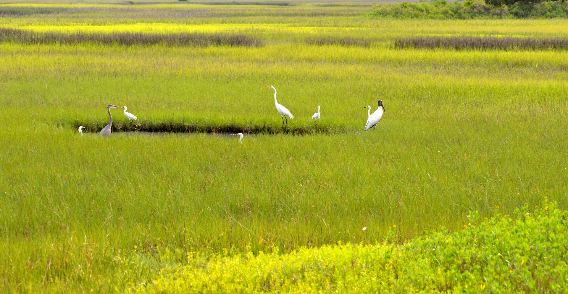 birds wildlife avian free photo