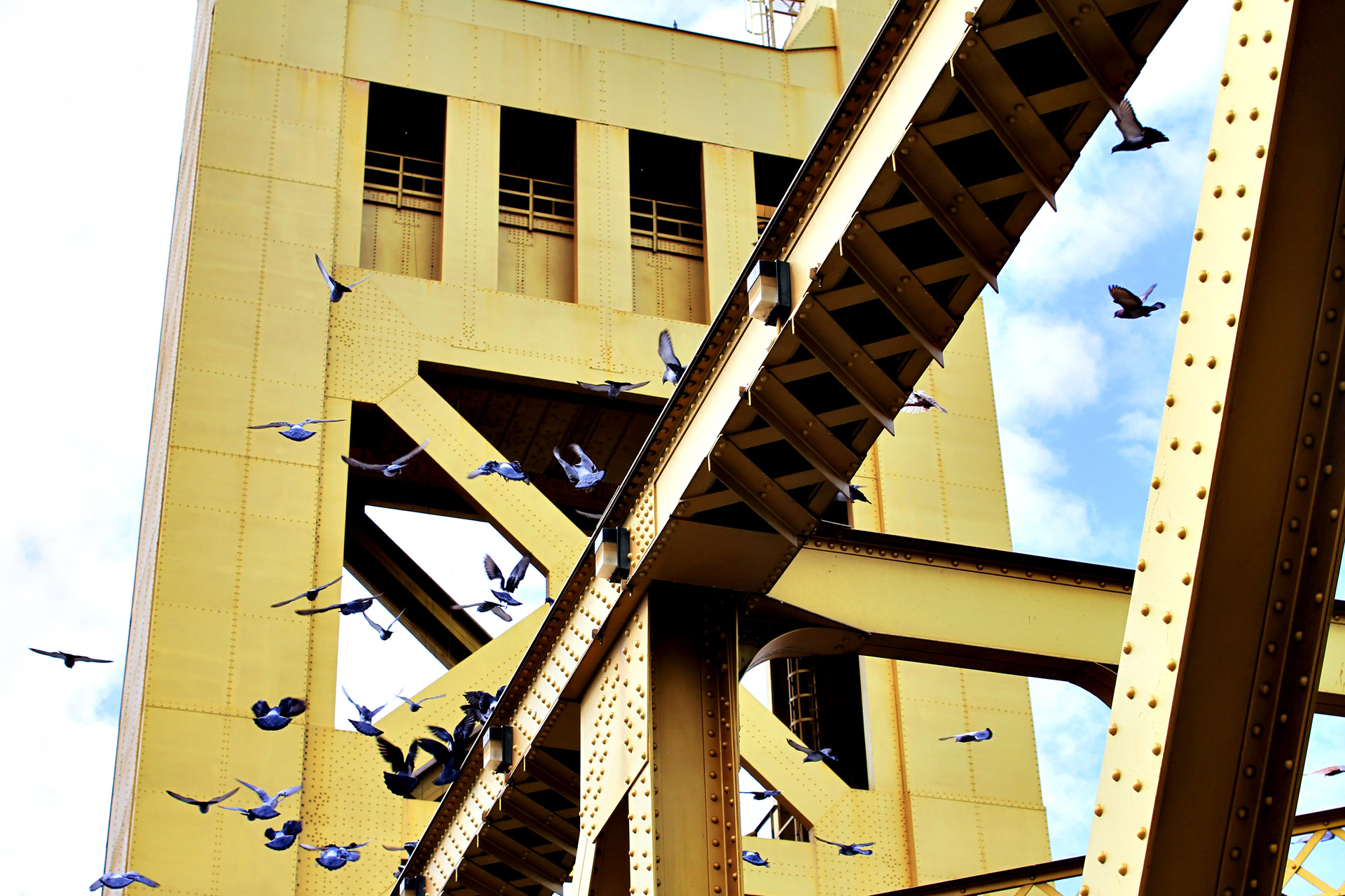 pigeons birds landing birds free photo