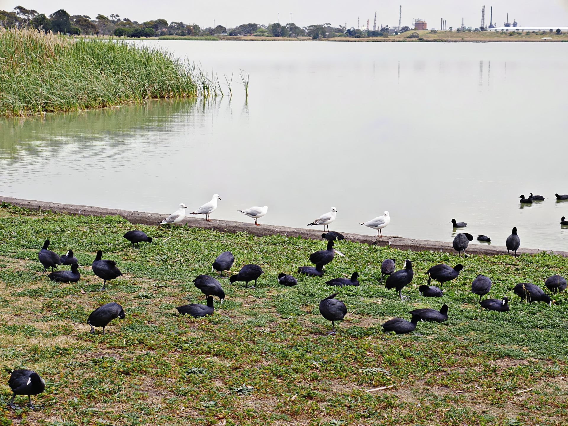 birds lake cherry park free photo