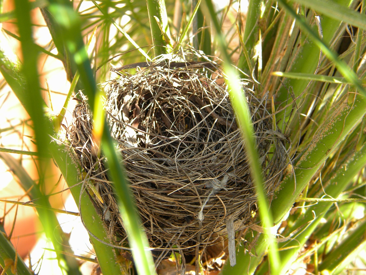 bird's nest nature nest free photo