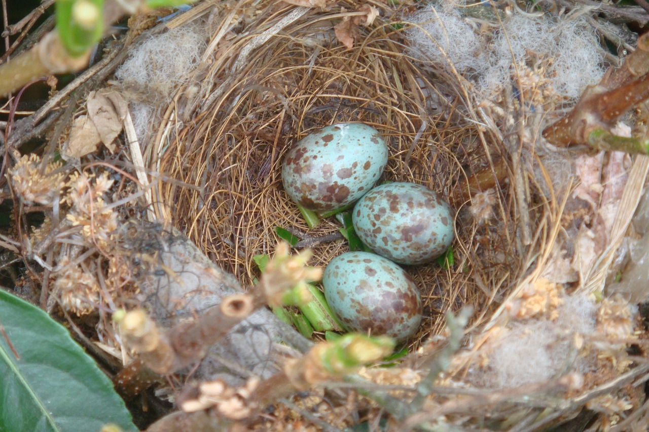birds nest close wildlife free photo