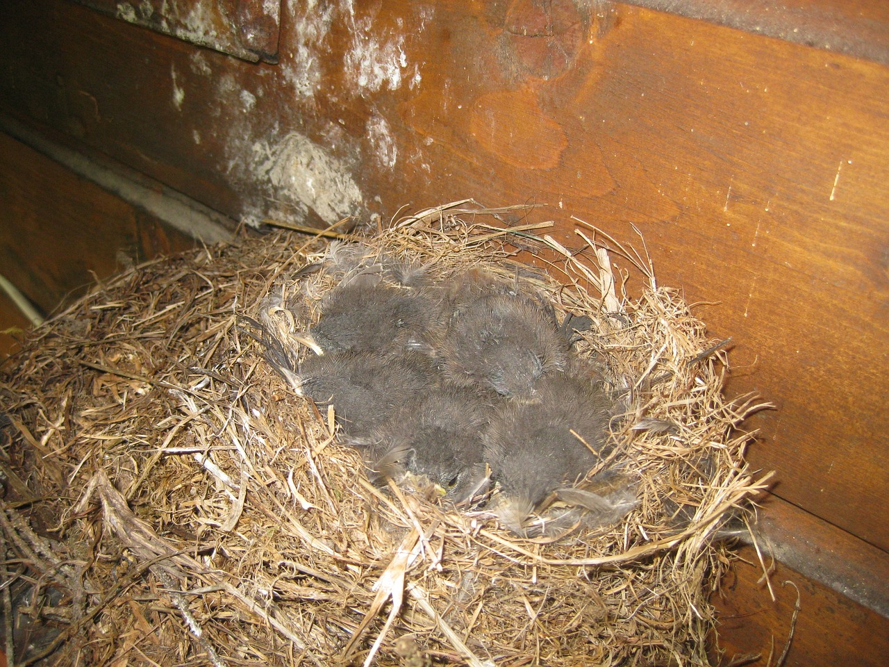 bird's nest birds nesting place free photo