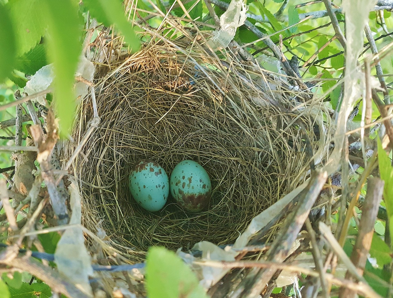 nest egg bird's nest nest free photo