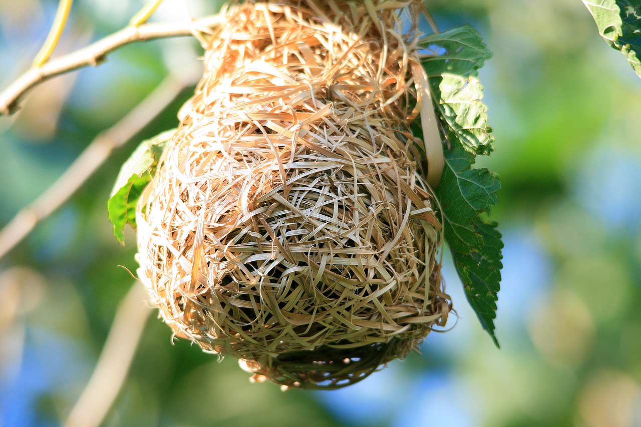 bird's nest nest bird's free photo