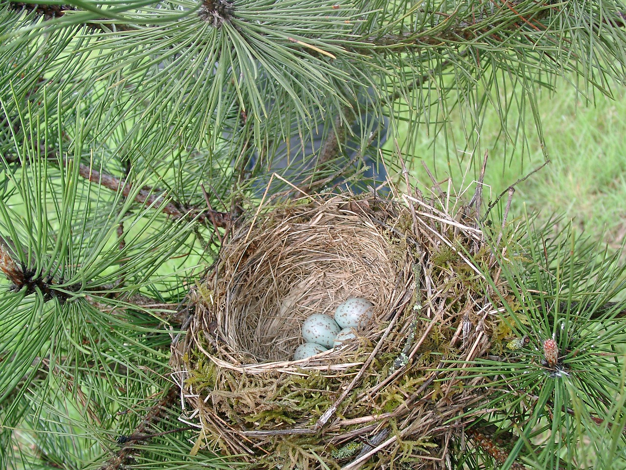 bird's nest egg nature free photo