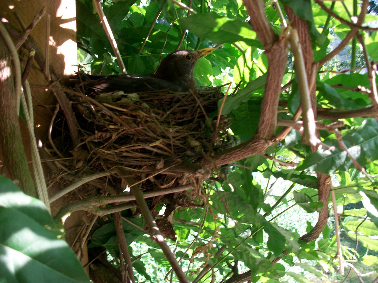 bird's nest breed hatch free photo