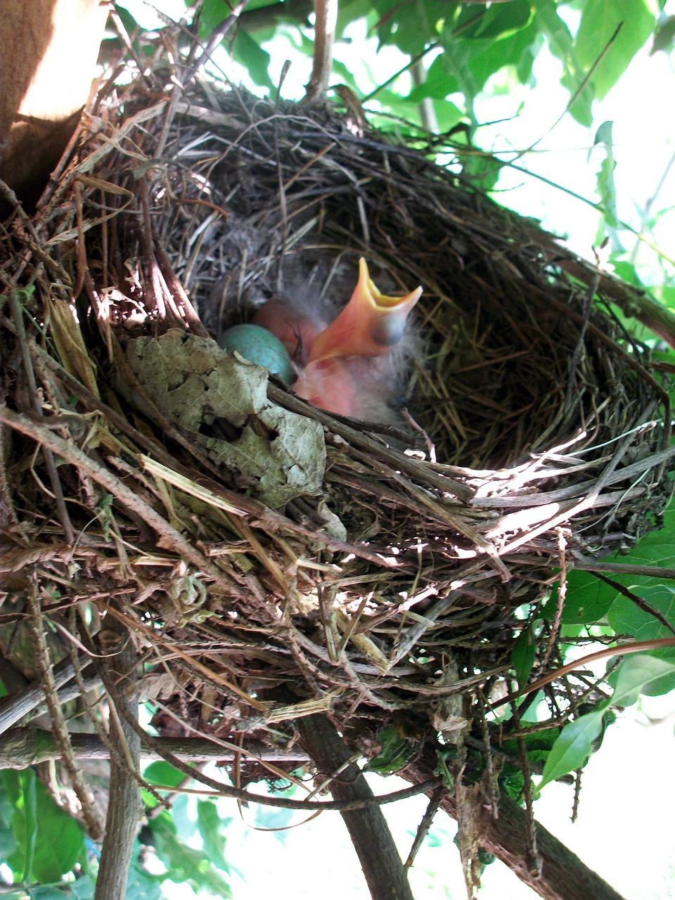 bird's nest nesting place bird breeding free photo