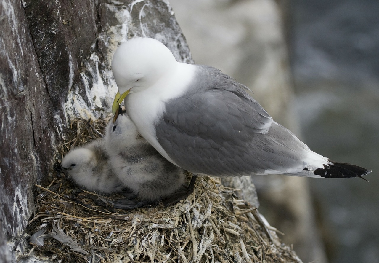 bird's nest bird chicks free photo