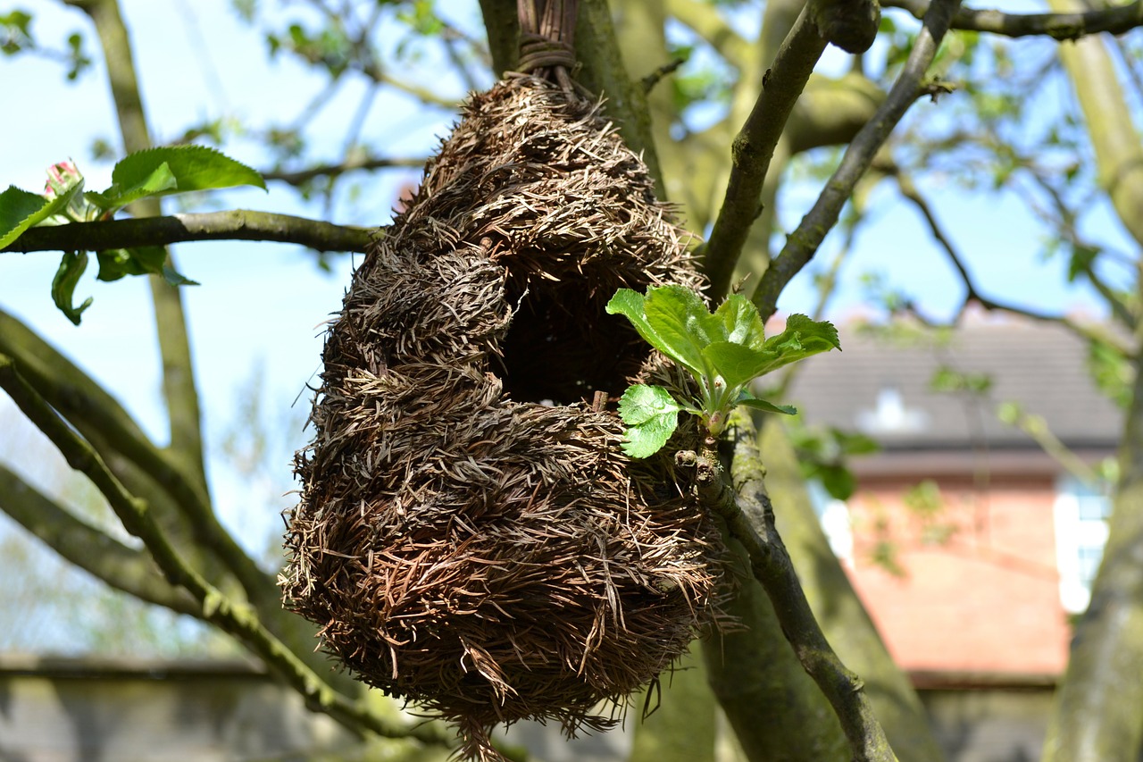 bird's nest nest bird free photo