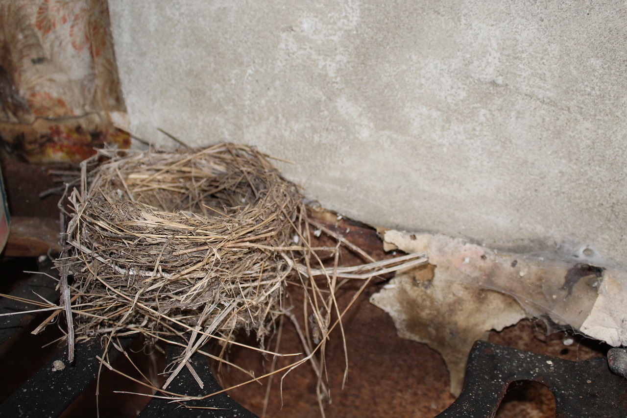 birds nest old house nest free photo