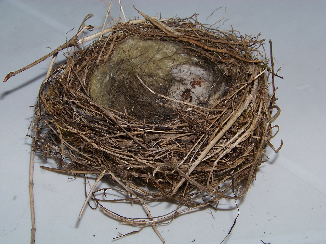 bird's nest nest nesting place free photo
