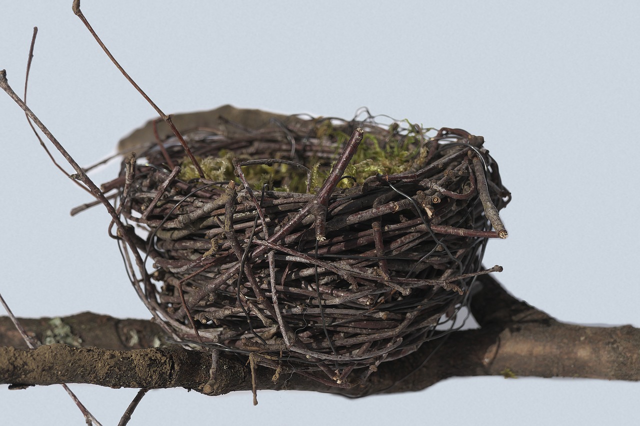 bird's nest nest easter nest free photo