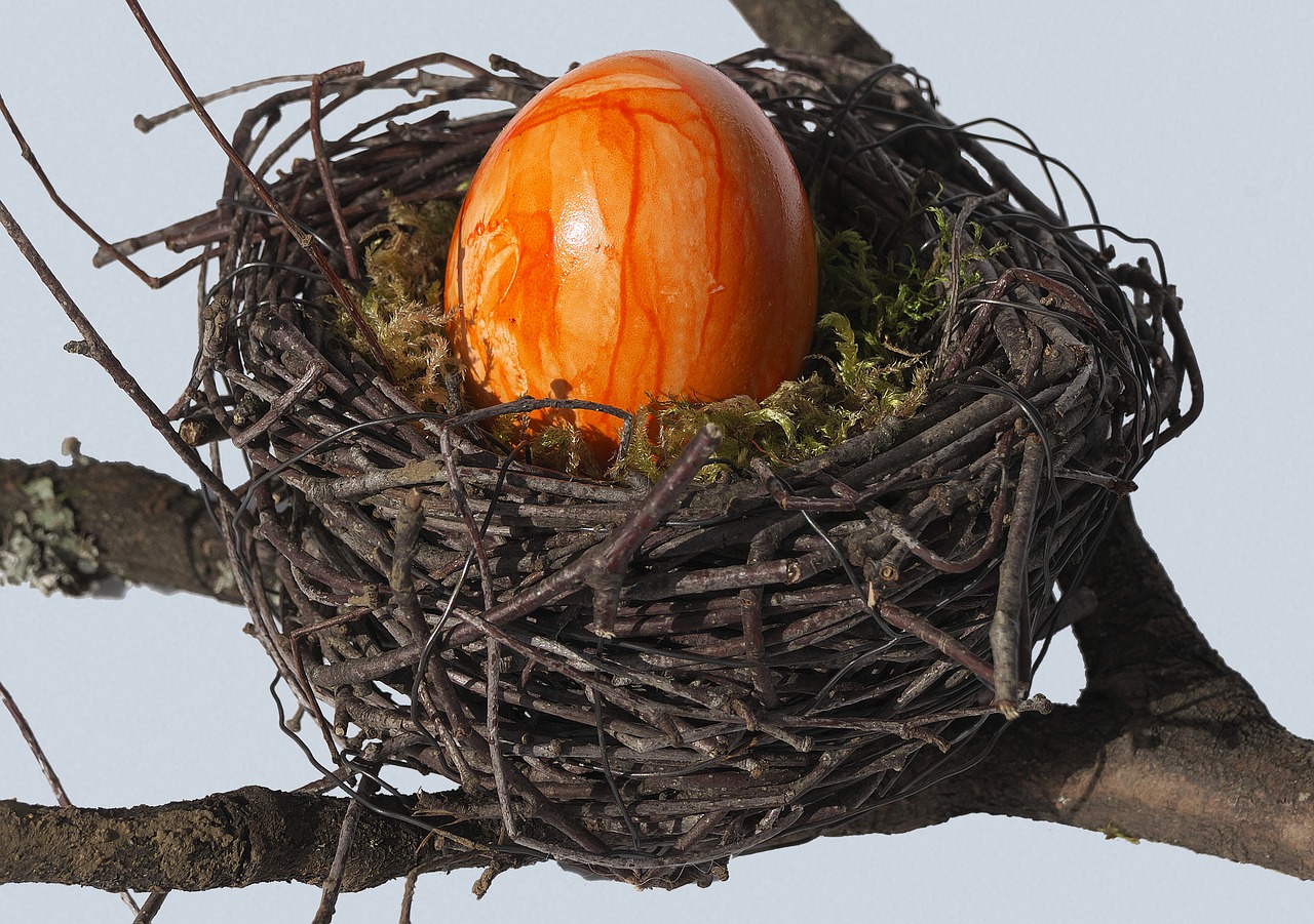 bird's nest nest easter nest free photo