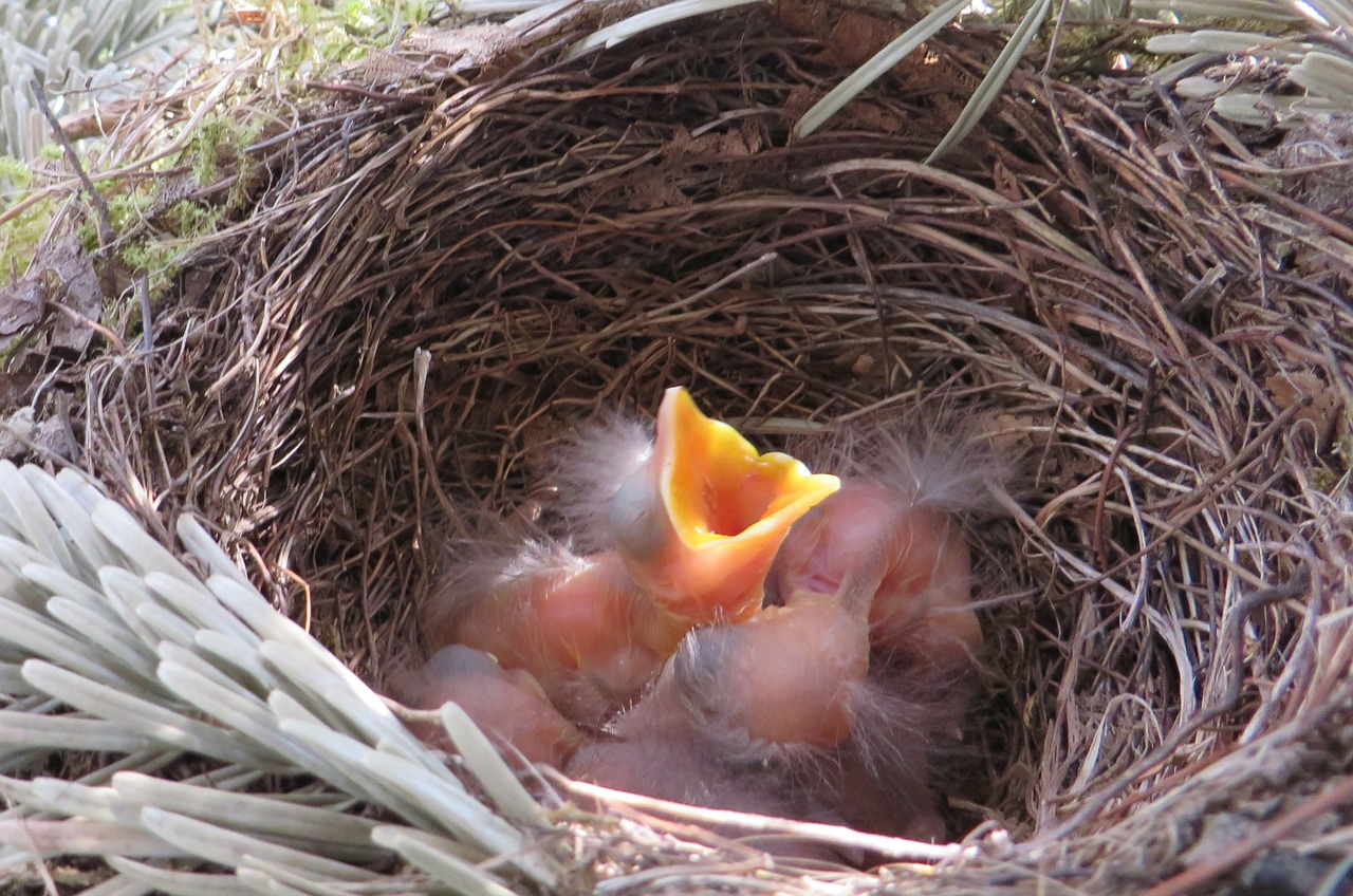 bird's nest blackbird bird breeding free photo