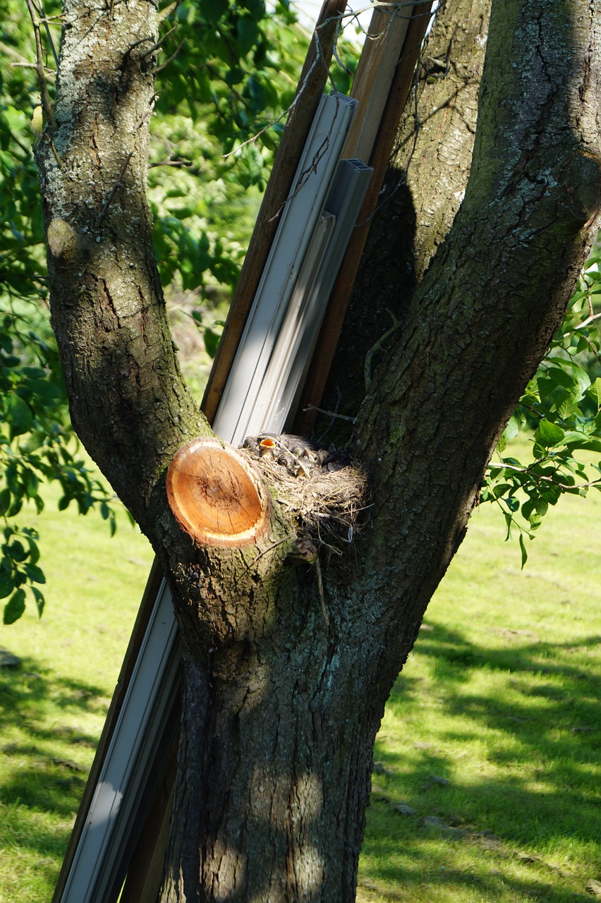 bird's nest tree nature free photo