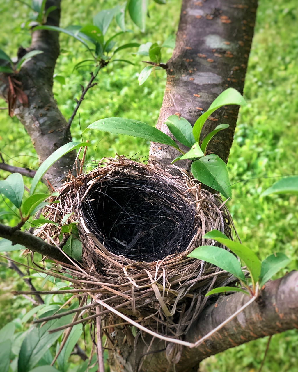 bird's nest  tree  nature free photo