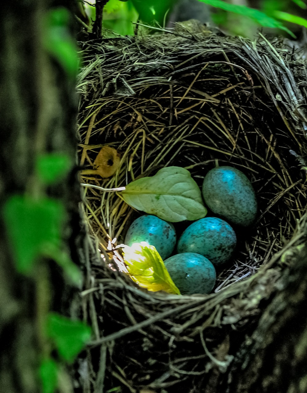 bird's nest eggs blue free photo