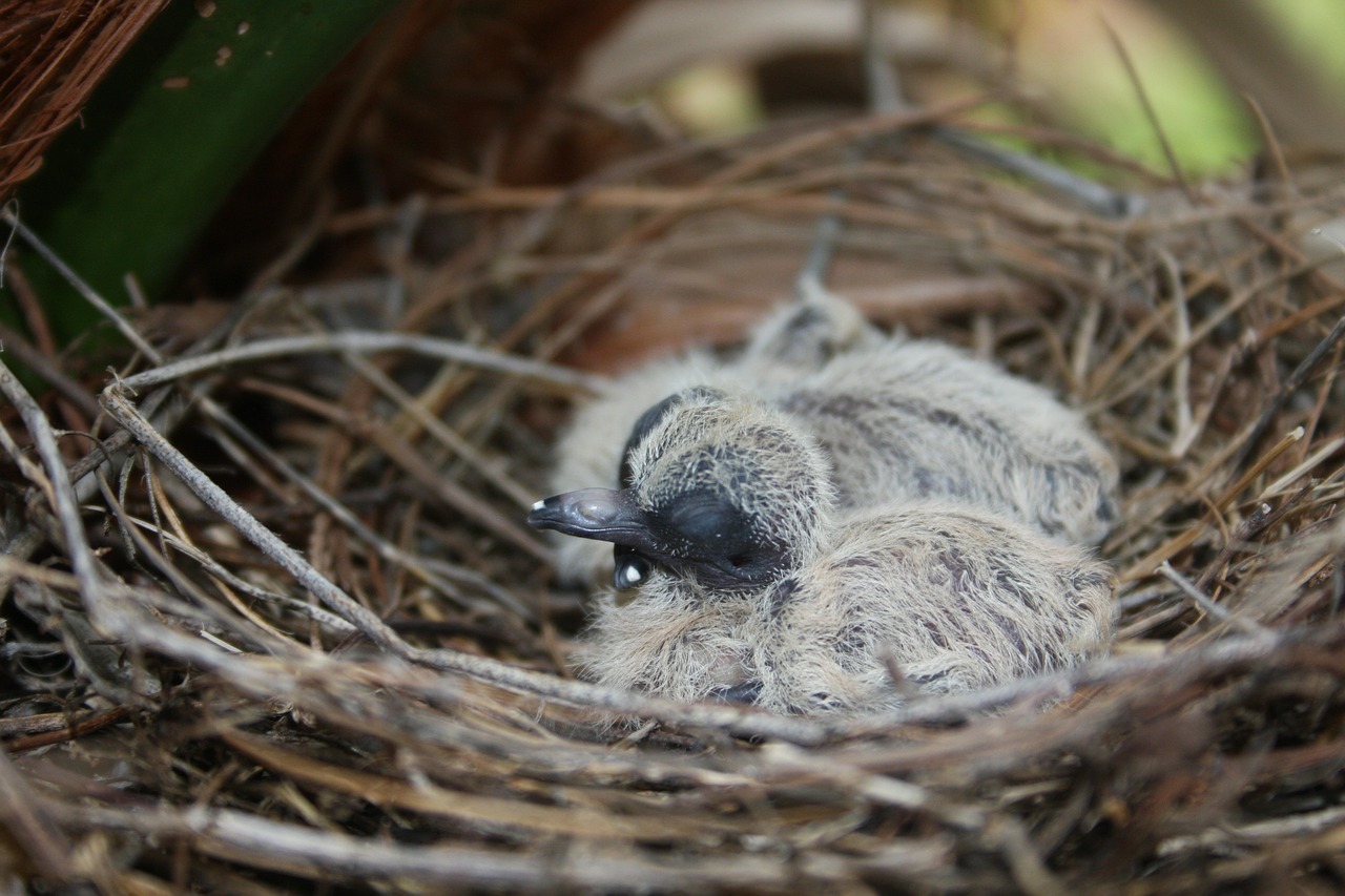 bird's nest baby bird bird free photo