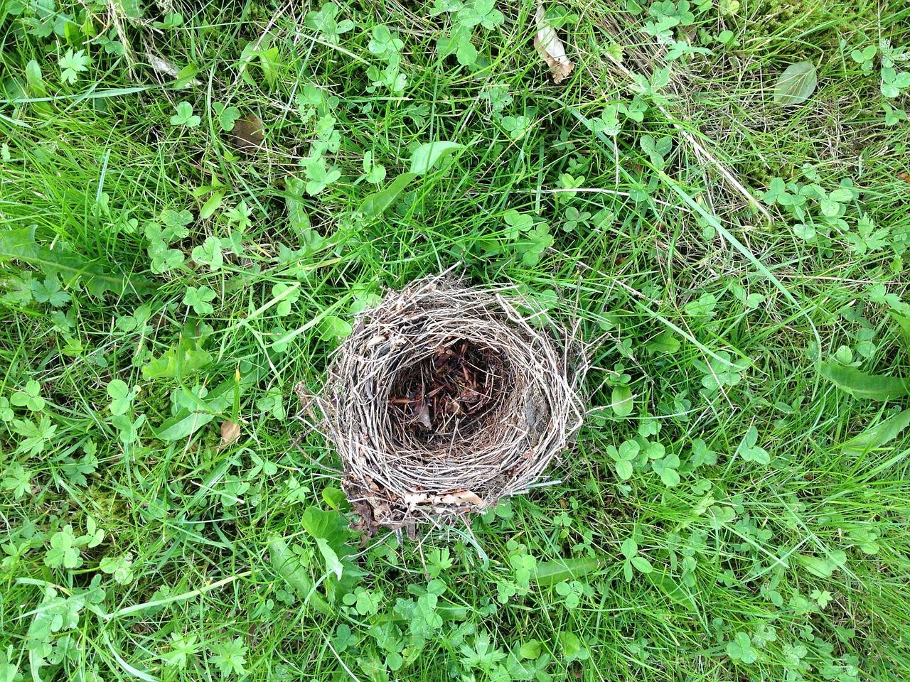 bird's nest grass green free photo