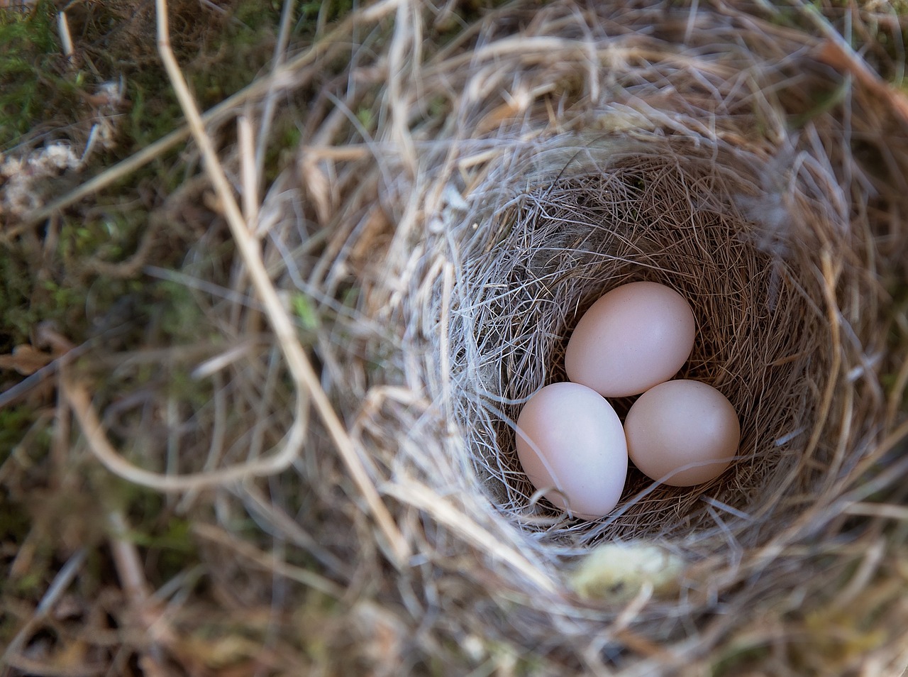 bird's nest bird eggs egg free photo