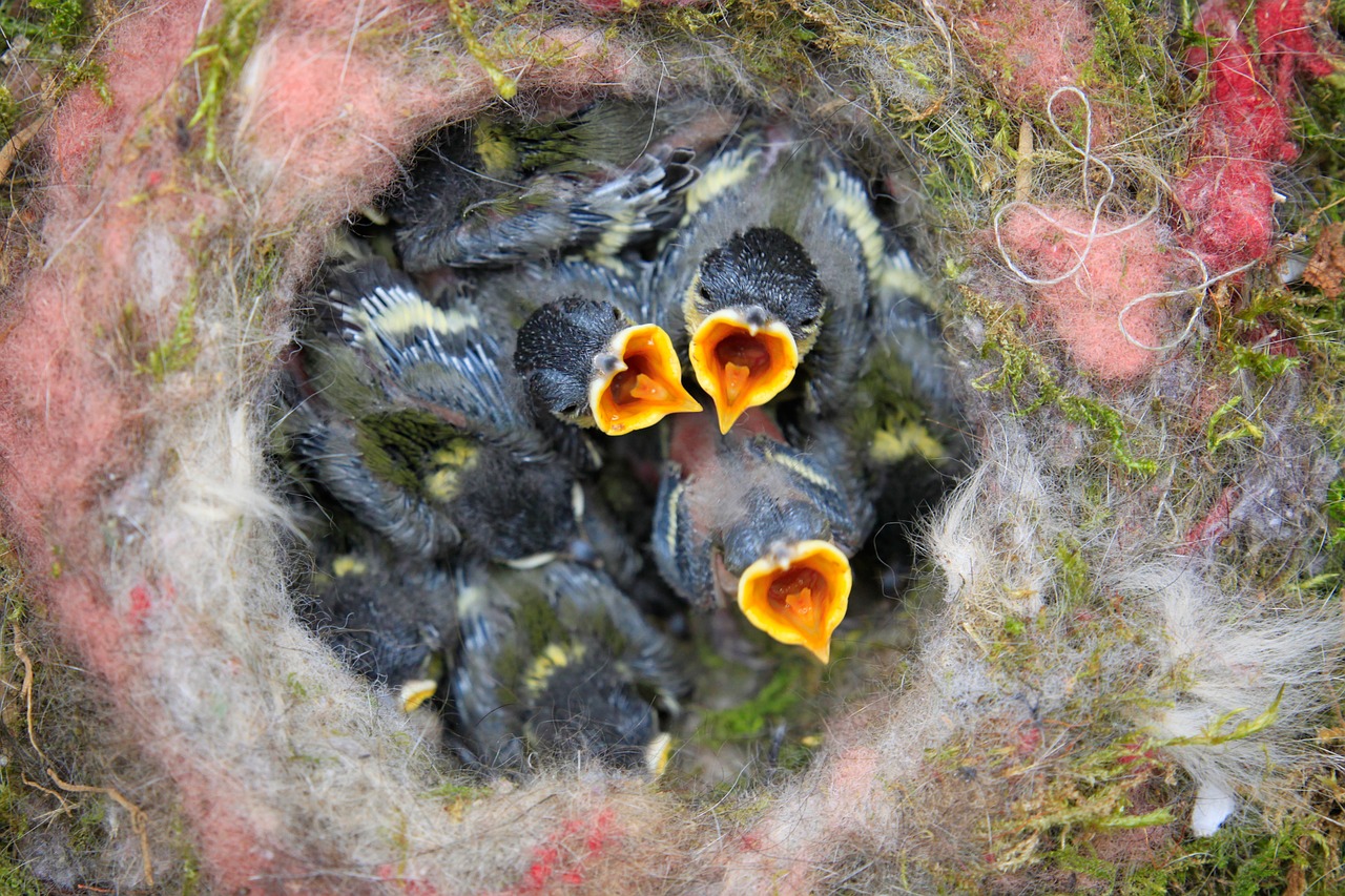 bird's nest chicks tit free photo