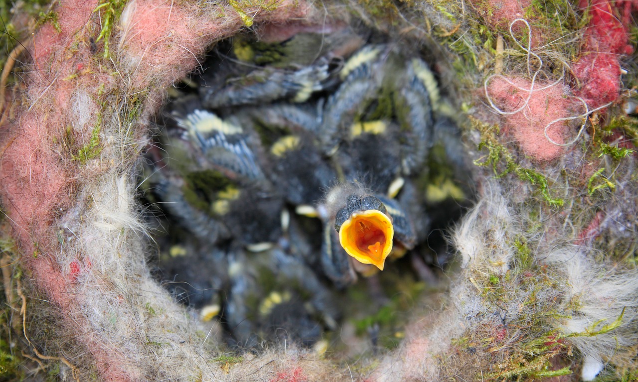 bird's nest chicks tit free photo