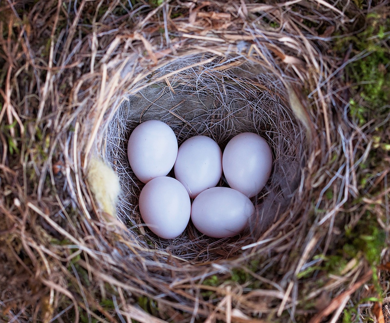 bird's nest nest bird eggs free photo