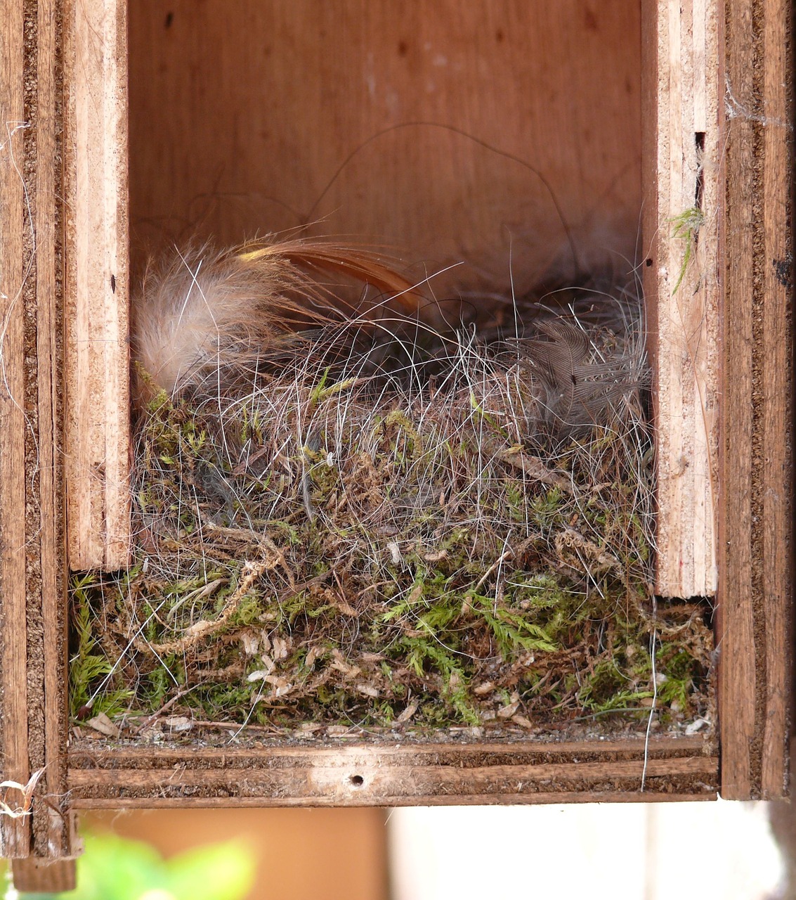 bird's nest inside nest building free photo