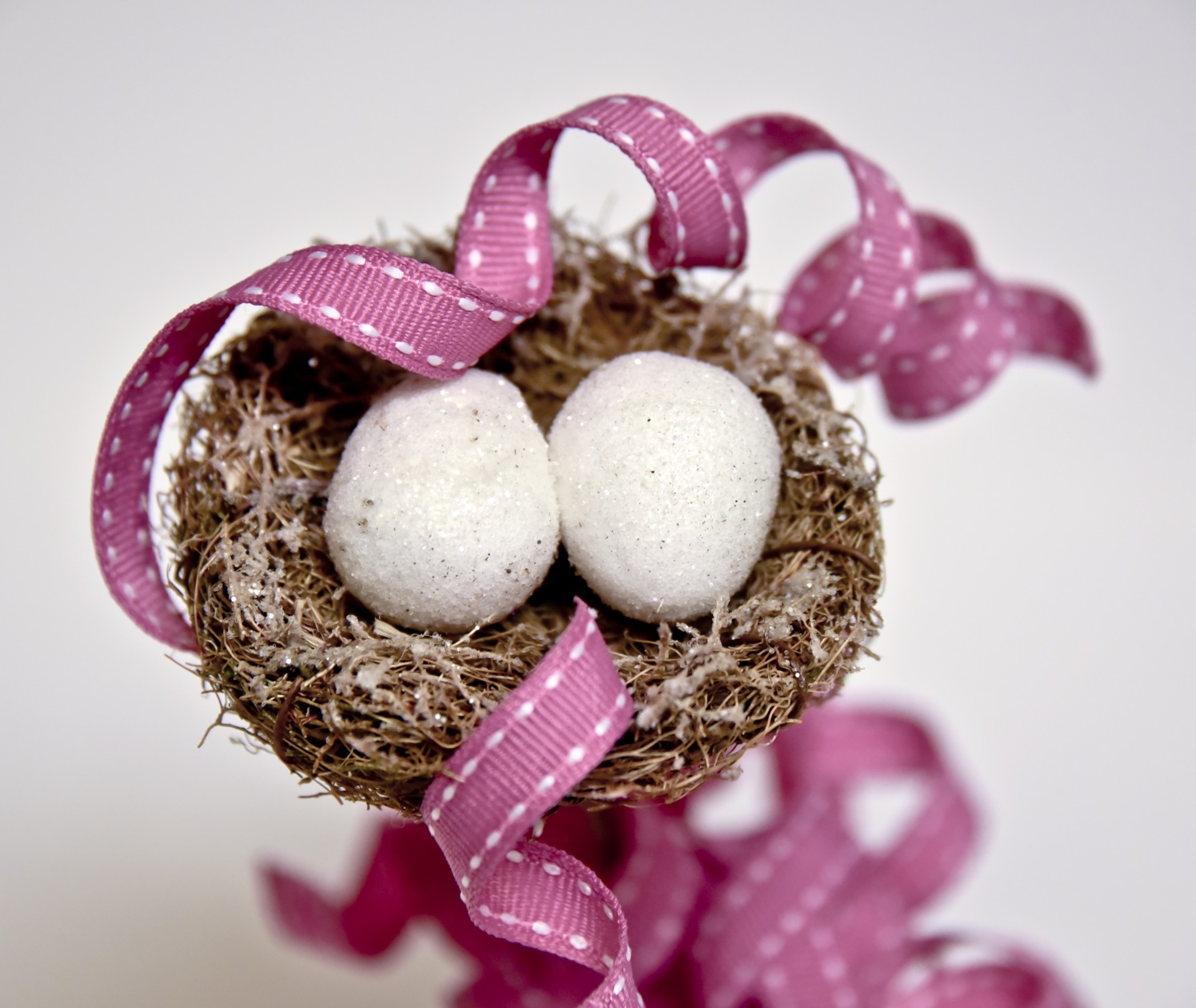 white eggs nest free photo