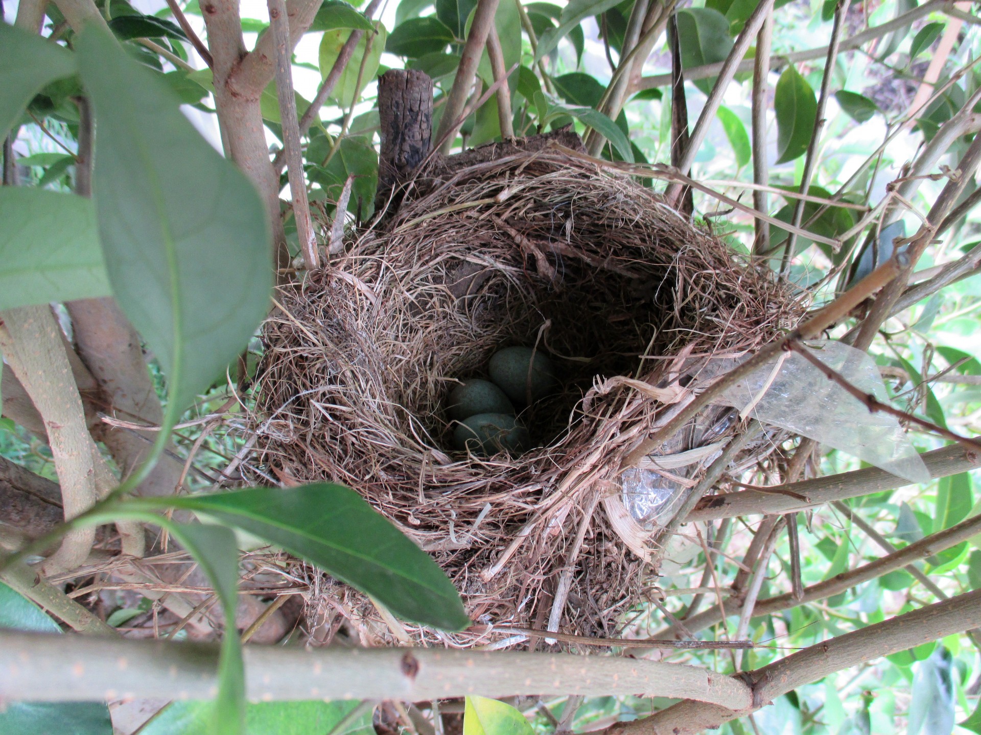 birds birds nest birds eggs free photo