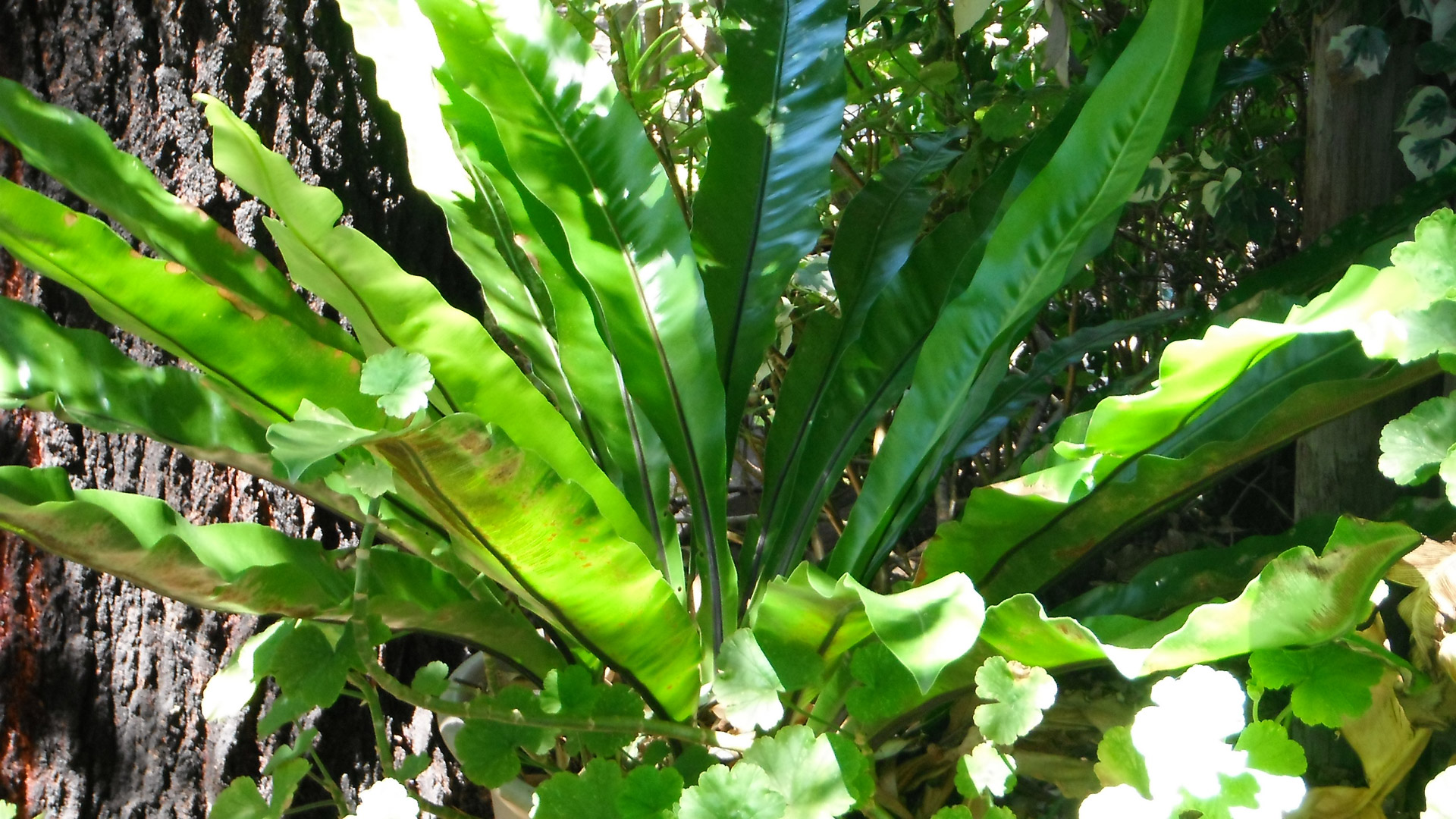 fern bird's-nest fern green free photo