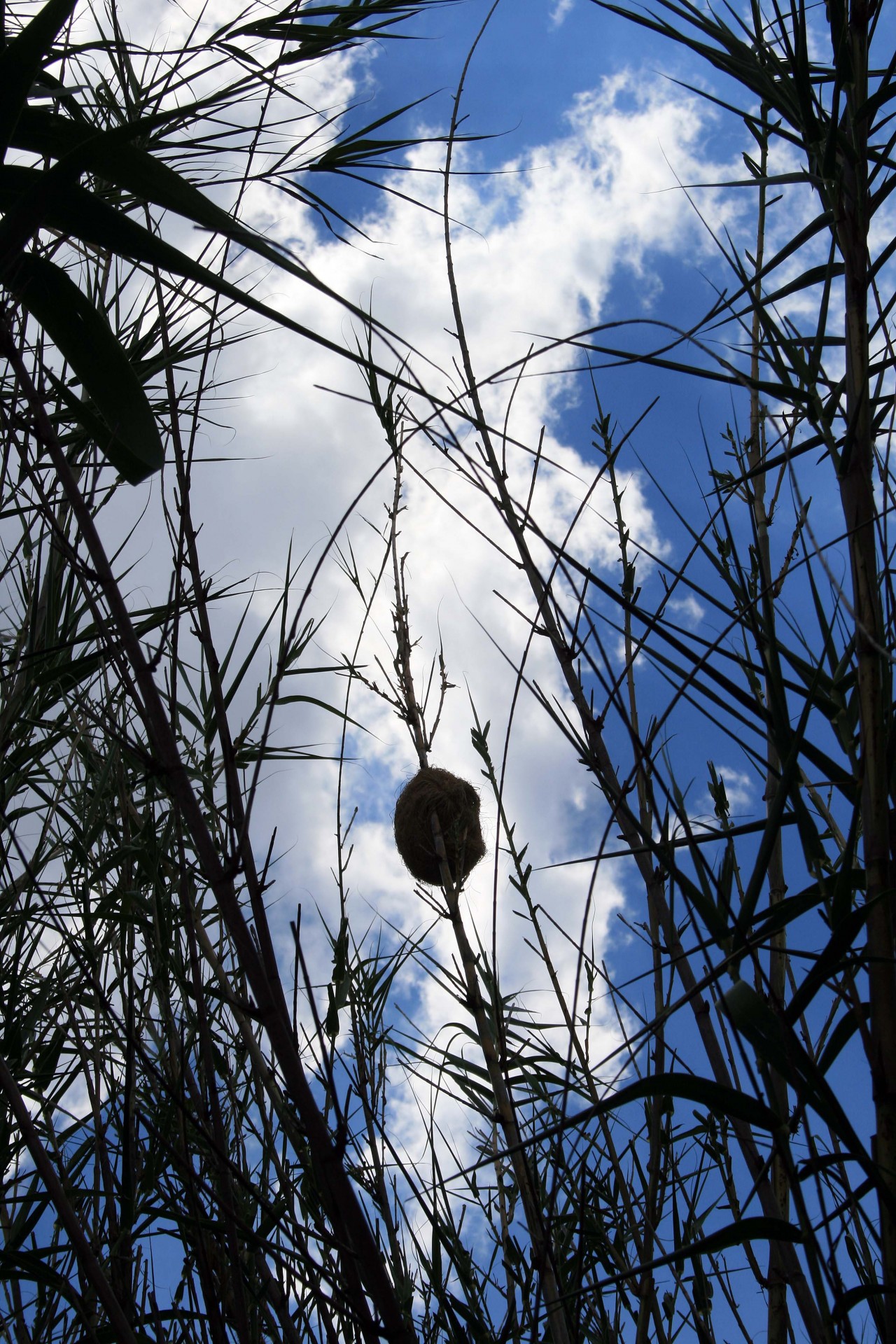 reeds nest weaver free photo