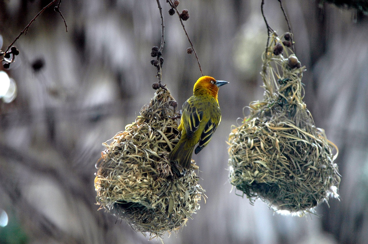 birds nests swallow nature free photo