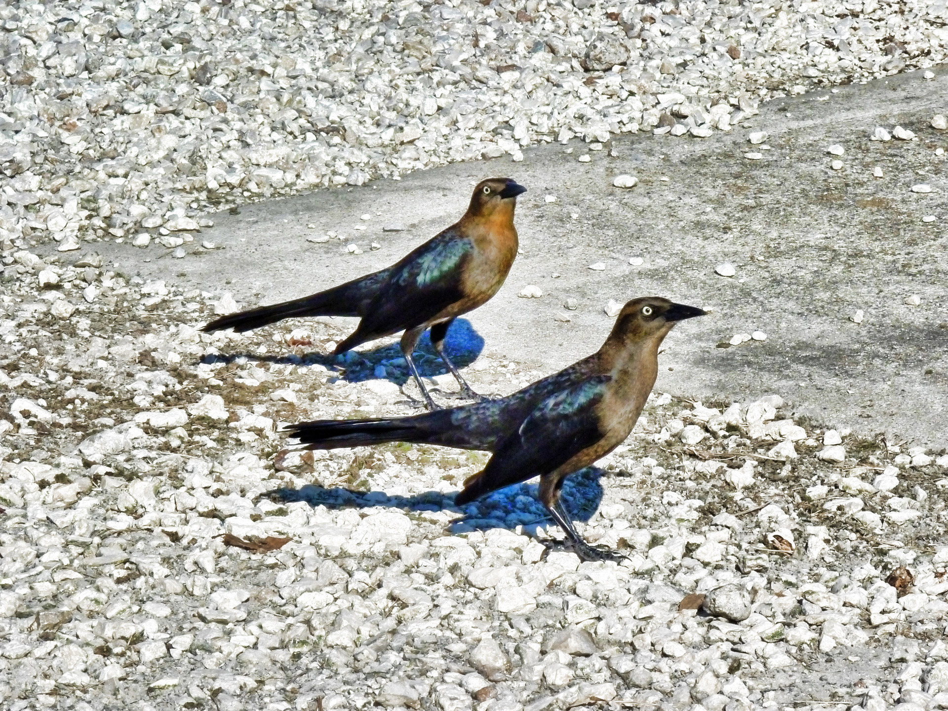 birds outside day free photo