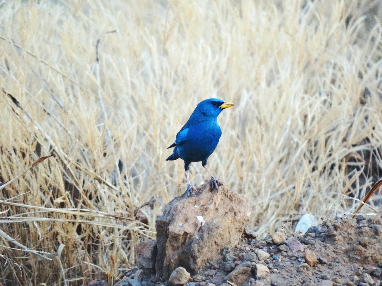 birds of brazil blue bell birds free photo