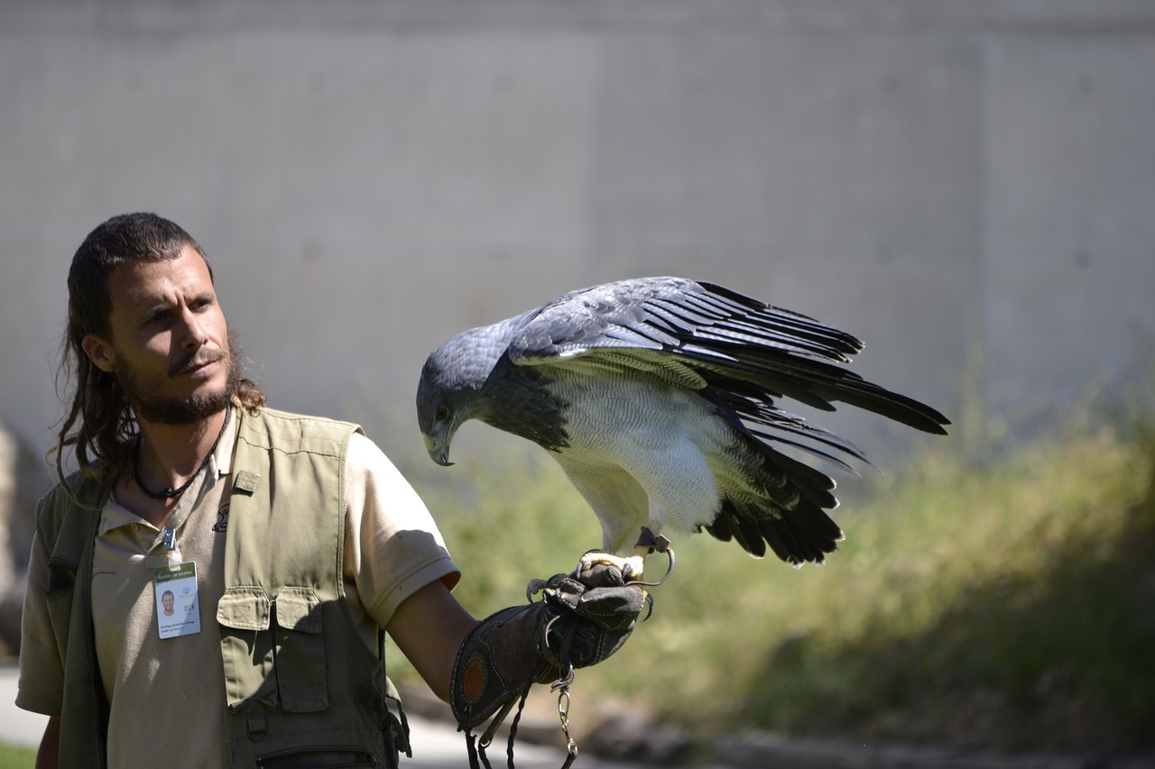 birds of prey booted eagle eagle free photo