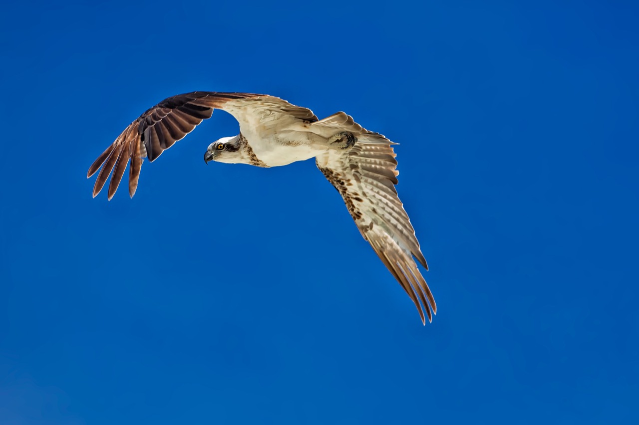 birds of prey flight osprey free photo