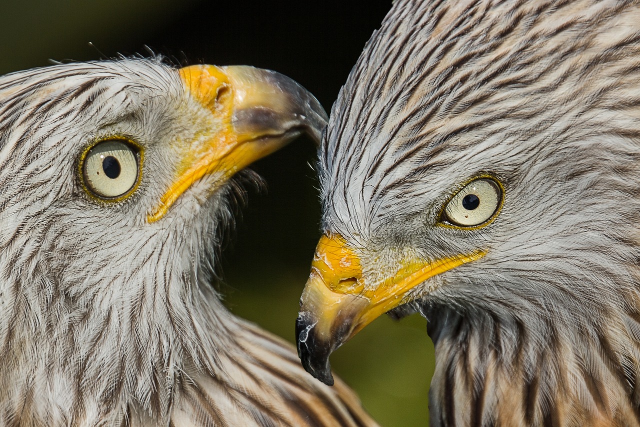 birds of prey birds predator free photo