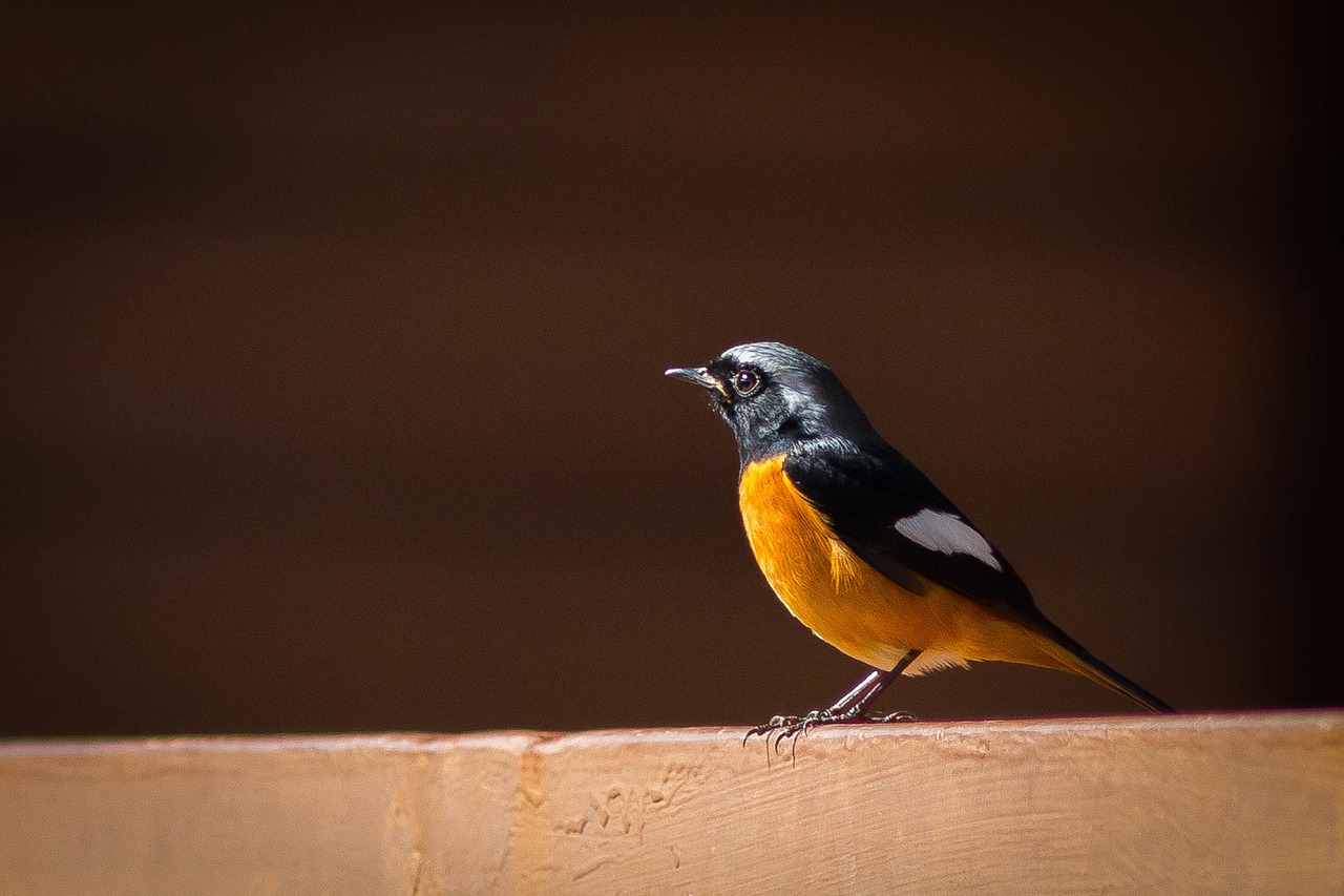 birds of the red belly angkhang redstart free photo