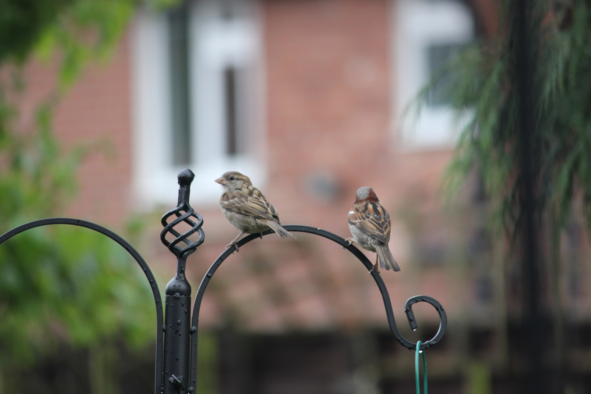 feed bird birds free photo