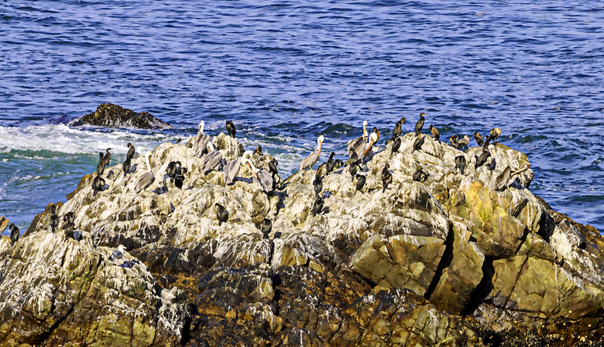 bird birds seagull free photo