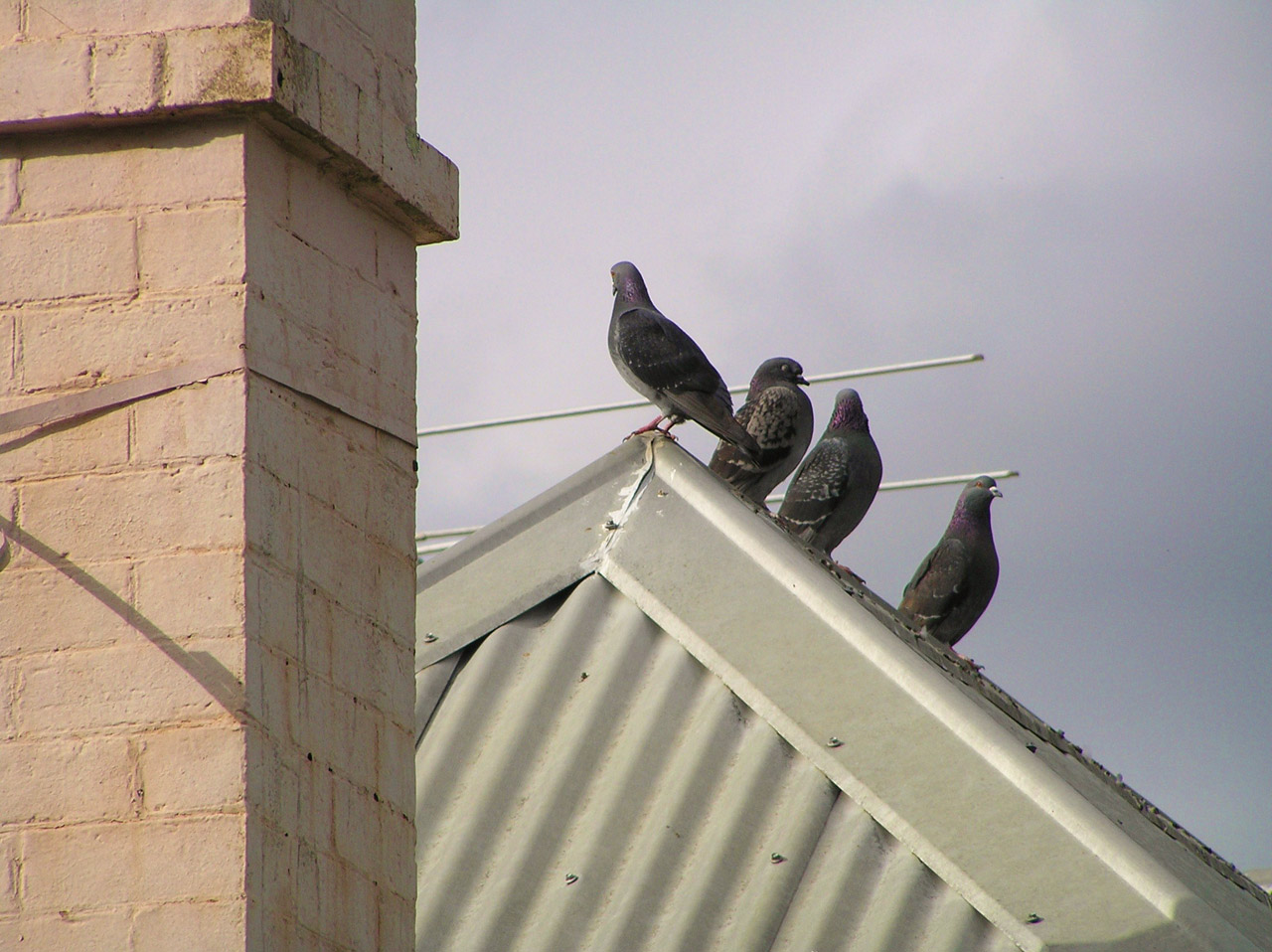 bird pigeon roof free photo